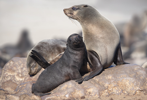 Fur seals are any of nine species of pinnipeds belonging to the subfamily Arctocephalinae in the family Otariidae. They are much more closely related to sea lions than true seals, and share with them external ears (pinnae), relatively long and muscular foreflippers, and the ability to walk on all fours.