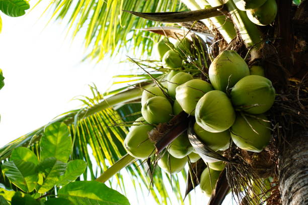 Fresh coconuts Fresh coconuts hanging on palm tree COCONUT stock pictures, royalty-free photos & images