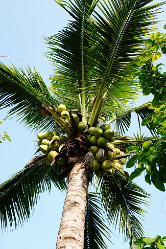 Fresh coconuts hanging on palm tree