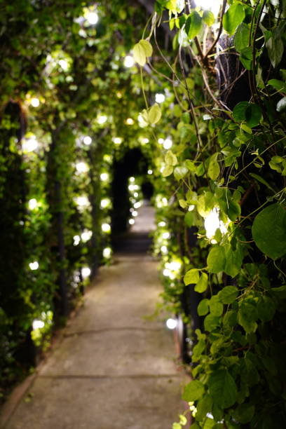 Decorative lights and garden
