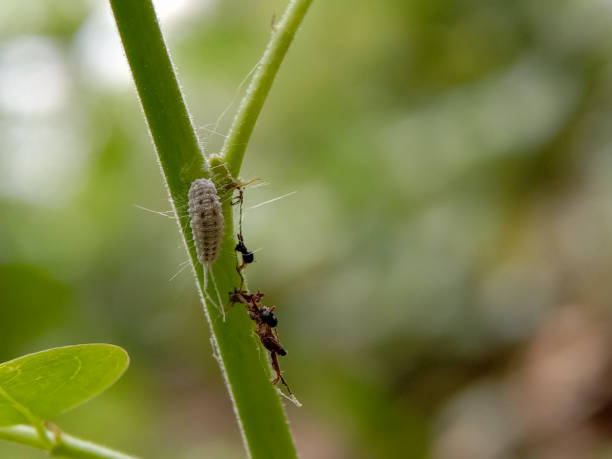 istock Pseudococcidae on a wild plant 1359294785