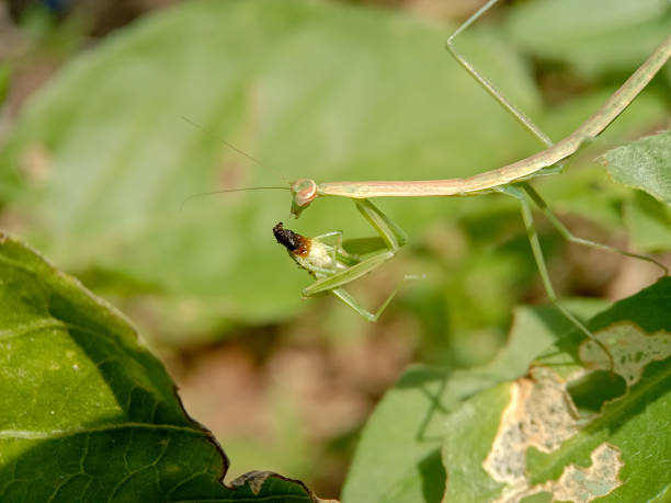 istock macro shot of praying mantis eating caterpillar 1359294815