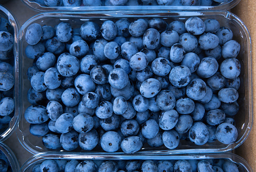 Clear plastic container full of freshly picked blueberries, top view.