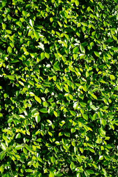 istock Close-up Green leaves background. 1359298988