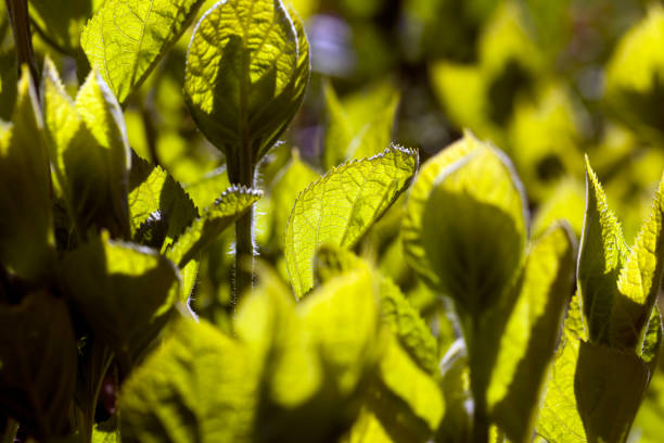 new foliage on the shrubs in spring, the sun shines through the young foliage on the shrubs in the spring season