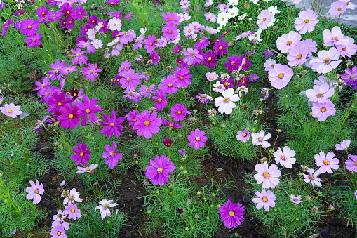 Colorful cosmos flowers on a beautiful day morning