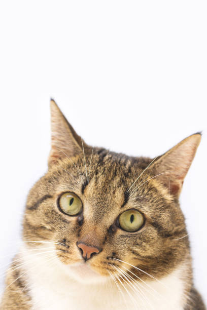 portrait of surprised gray shorthair domestic tabby cat. - 16727 imagens e fotografias de stock