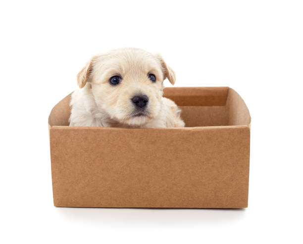 istock One little dog in the box. 1359302373