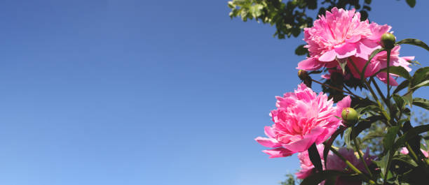 istock Banner with a blooming pink peony flowers. Summer concept. 1359302443