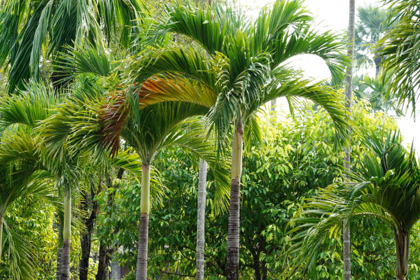 Betelnut palm tree beetalnuts bunch tree in garden areca palm tree stock pictures, royalty-free photos & images