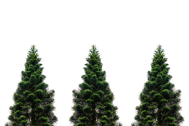 istock Pine tree isolated on white for Christmas decoration design. 1359303637