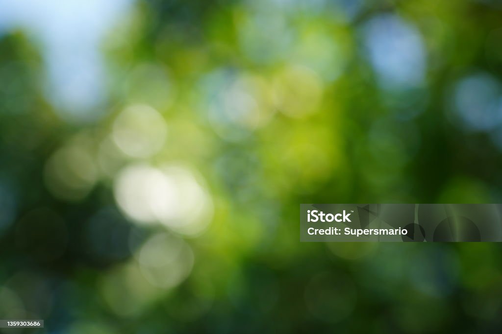 Abstract blurred leaves Abstract blurred leaves of tree in nature forest background Green Background Stock Photo