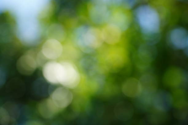 Abstract blurred leaves of tree in nature forest background