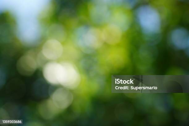 Abstract Blurred Leaves Stock Photo - Download Image Now - Green Background, Defocused, Blurred Motion