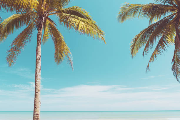 istock Palm tree on tropical beach with blue sky and white clouds abstract background. 1359305093