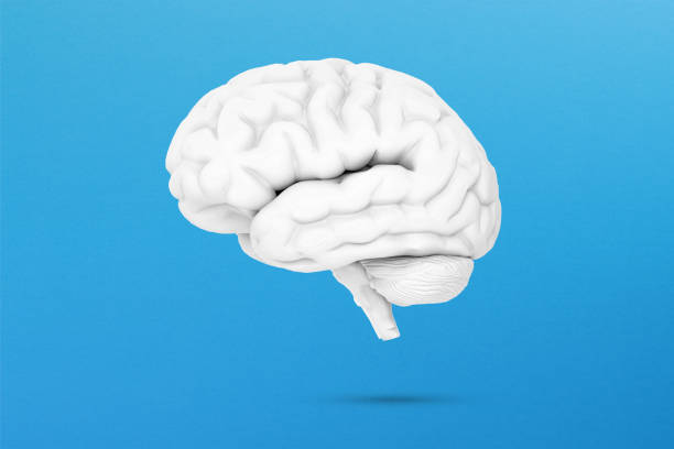 istock White human brain on blue background, mental health and problems with memory 1359305110
