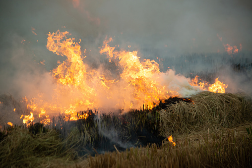 Burning fire and smoke in fields, open fields, where farmers burn for Destroys grass and dry paddy fields. causing environmental problems and Air pollution.