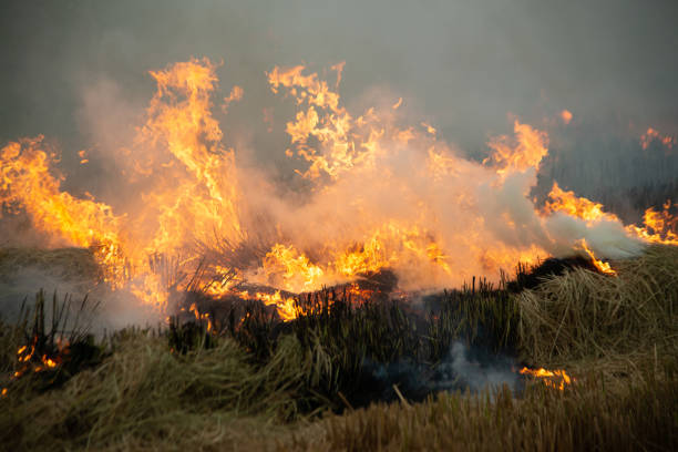 istock Burning fire and smoke in fields, open fields, where farmers burn for Destroys grass and dry paddy fields. causing environmental problems and Air pollution. 1359305669