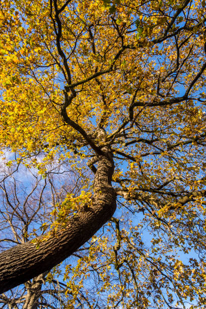 Oak tree with late autumn leaves, Lloyd Park, Walthamstow, London, England, UK