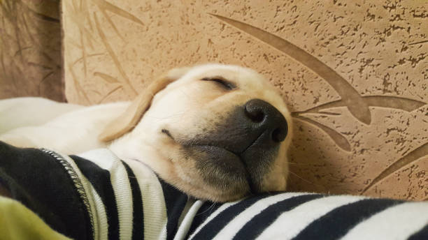 istock Cute Labrador Retriever on the bed 1359306759