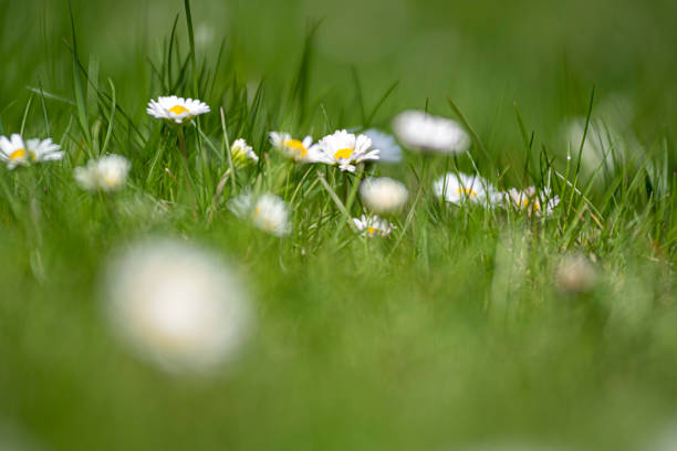 istock Grass leaves and daisy flowers 1359307032