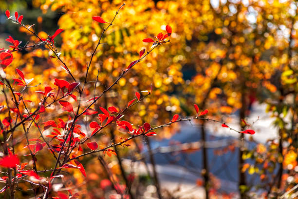 istock Autumn background. Plant with red and yellow leaves. Selective focus. Fall 1359307934