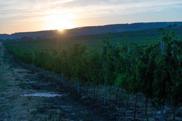 istock Ripe blue grapes growing in vineyard at sunset time, selective focus. Vineyards grape at sunset in autumn harvest. Winemaking concept. Beautiful grapes ready for harvest. Golden evening light 1359307975