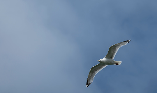 Herring gull over the Cornish coast at the entrance to Port Isaac harbour.  Port Isaac is the location for the fictional Port Wen in the TV series 'Doc Martin'.