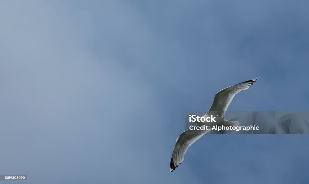 Herring gull over the Cornish coast at the entrance to Port Isaac harbour Herring gull over the Cornish coast at the entrance to Port Isaac harbour.  Port Isaac is the location for the fictional Port Wen in the TV series 'Doc Martin'. 2021 Stock Photo