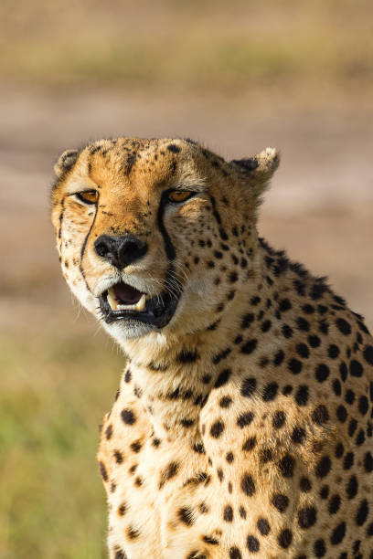istock Cheetah portrait in Maasai Mara 1359309333