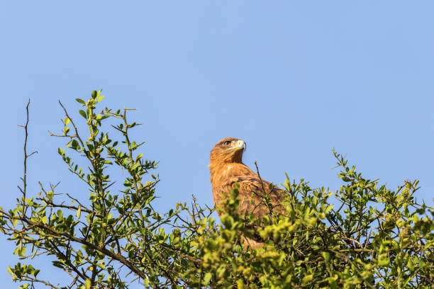 istock Tawny eagle sitting and looking in a treetop 1359309355