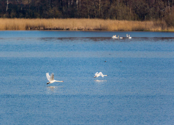 istock Mute swans take off from the lake 1359309409