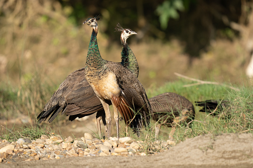 A small group of peafowl in the grasses of the Chitwan National Park.