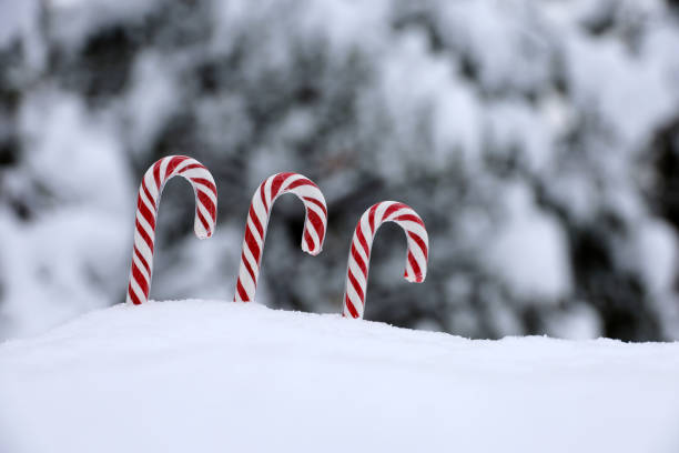 istock Three Christmas candy canes in the snow on blurred background of fir trees 1359311237