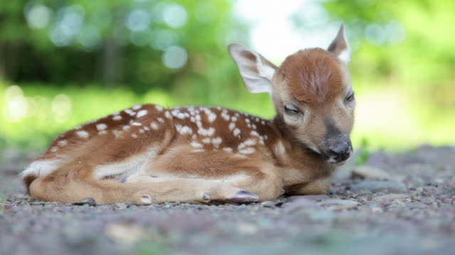 Newborn Fawn, Baby White-tailed Deer Sleeping in Woods (Video)