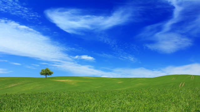 Green fields and the blue sky