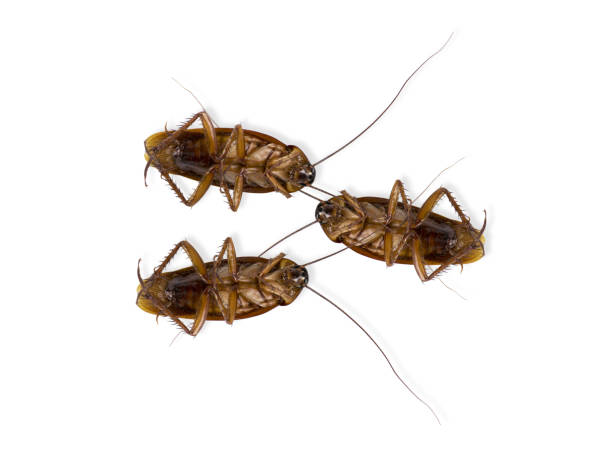 istock Cockroach dead isolated on white  background with clipping path. 1359316846