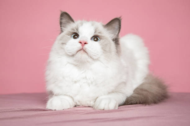 Long-haired ragdoll kitten with bright blue eyes in studio on pink background. Pedigreed cats. Animal show. Pet care products. Maintenance and breeding . Pet grooming.Blue-eyed cats. Long-haired ragdoll kitten with bright blue eyes in studio on pink background. Pedigreed cats.Exhibition condition. Pet care products. Maintenance and breeding . Pet grooming.Blue-eyed cats. ragdoll cat stock pictures, royalty-free photos & images