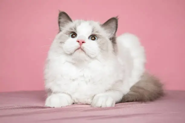 Long-haired ragdoll kitten with bright blue eyes in studio on pink background. Pedigreed cats.Exhibition condition. Pet care products. Maintenance and breeding . Pet grooming.Blue-eyed cats.