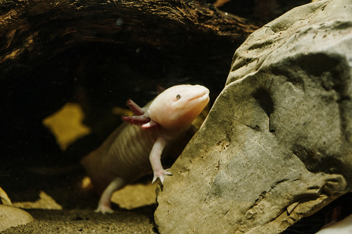 A rare axolotl