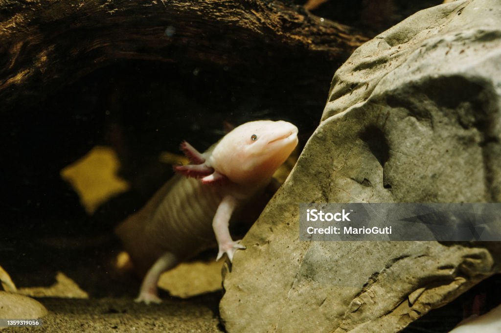 Axolotl A rare axolotl Axolotl Stock Photo