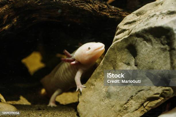 Axolotl Stock Photo - Download Image Now - Axolotl, Amphibian, Animal