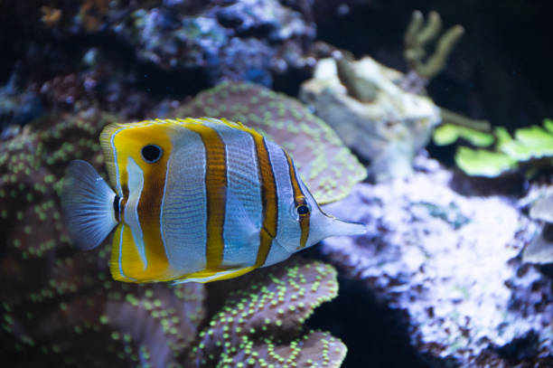 chelmon rostratus-copperband pez mariposa - copperband butterflyfish fotografías e imágenes de stock