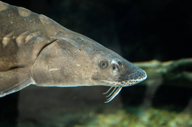 Sturgeon - Acipenseridae Sturgeon - Acipenseridae fish sturgeon fish stock pictures, royalty-free photos & images