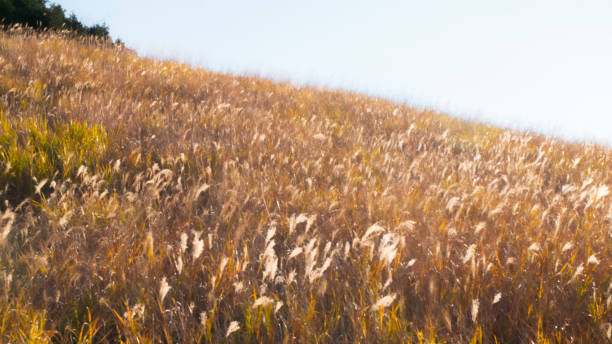 istock Susuki Chinese silver grass field in Hakone, Japan, autumn 1359320917