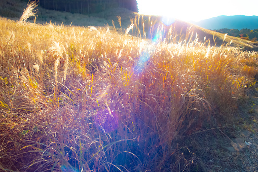Susuki Chinese silver grass field in Hakone, Japan, autumn