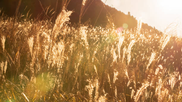 istock Susuki Chinese silver grass field in Hakone, Japan, autumn 1359320960