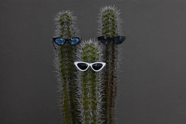 istock Fun three big cactuses with the sunglasses. Holidays in the tropics. 1359321301