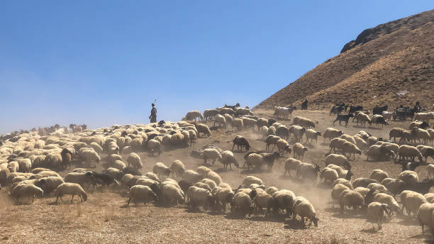 istock flock of sheep in the mountains 1359322180