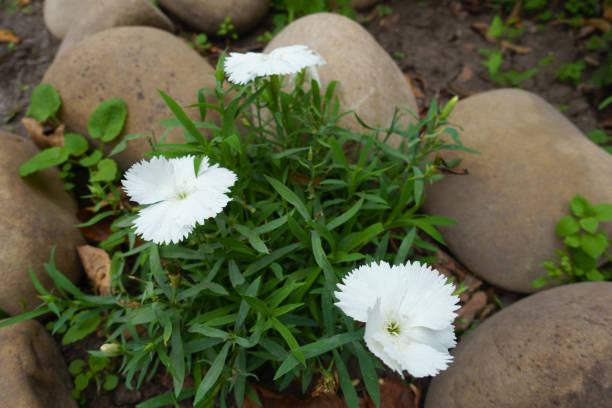 Three white flowers of Dianthus barbatus in mid October Three white flowers of Dianthus barbatus in mid October dianthus barbatus stock pictures, royalty-free photos & images